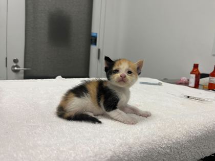 Shelter Stray Female Cat last seen Near Elmwood Ave KCMO 64132, 64132, MO, 7077 Elmwood Ave, Kansas City, MO 64132, USA
