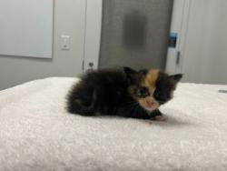 Shelter Stray Female Cat last seen Near Elmwood Ave KCMO 64132, 64132, MO, 7077 Elmwood Ave, Kansas City, MO 64132, USA