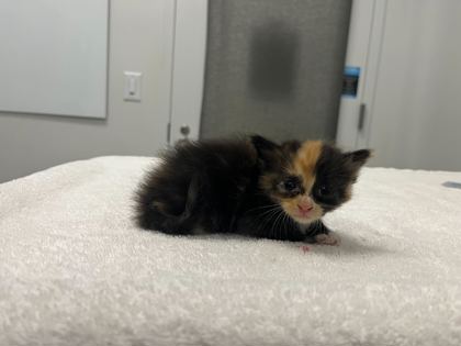 Shelter Stray Female Cat last seen Near Elmwood Ave KCMO 64132, 64132, MO, 7077 Elmwood Ave, Kansas City, MO 64132, USA
