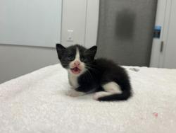 Shelter Stray Female Cat last seen Near Elmwood Ave KCMO 64132, 64132, MO, 7077 Elmwood Ave, Kansas City, MO 64132, USA