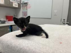 Shelter Stray Female Cat last seen Near Elmwood Ave KCMO 64132, 64132, MO, 7077 Elmwood Ave, Kansas City, MO 64132, USA