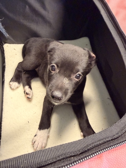 Shelter Stray Male Dog last seen Keck rd, City of Knoxville GP, TN, 3201 Division St, Knoxville, TN 37919, USA
