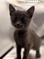 Shelter Stray Male Cat last seen Near block of Gatwick Dr, City of Knoxville GP, TN, 3201 Division St, Knoxville, TN 37919, USA