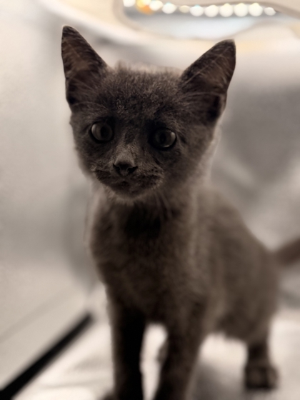 Shelter Stray Male Cat last seen Near block of Gatwick Dr, City of Knoxville GP, TN, 3201 Division St, Knoxville, TN 37919, USA