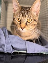 Shelter Stray Male Cat last seen Near block of N Molly Bright Rd, City of Knoxville GP, TN, 3201 Division St, Knoxville, TN 37919, USA