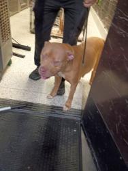Shelter Stray Female Dog last seen Godby Road, College Park, GA, 1251 Fulton Industrial Blvd NW, Atlanta, GA 30336, USA