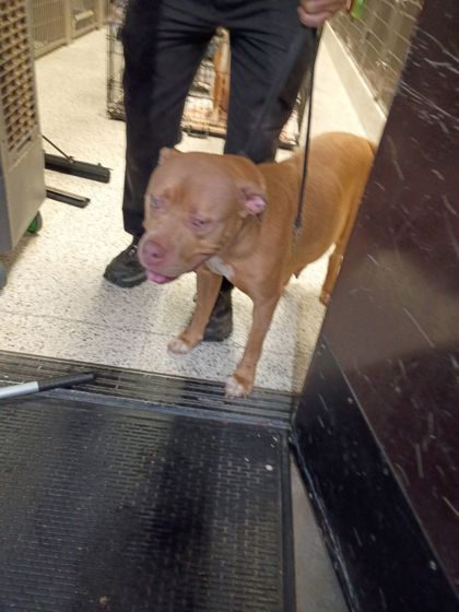 Shelter Stray Female Dog last seen Godby Road, College Park, GA, 1251 Fulton Industrial Blvd NW, Atlanta, GA 30336, USA