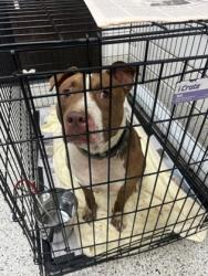 Shelter Stray Male Dog last seen Bolton Rd NW & James Jackson Pkwy NW, Atlanta, GA, 1251 Fulton Industrial Blvd NW, Atlanta, GA 30336, USA