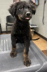 Shelter Stray Male Dog last seen Ave 9 by La Vina Market, Madera County, CA, 205 Tozer St, Madera, CA 93638, USA