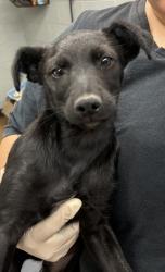 Shelter Stray Female Dog last seen Ave 9 by La Vina Market, Madera County, CA, 205 Tozer St, Madera, CA 93638, USA