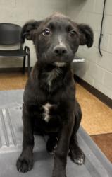 Shelter Stray Female Dog last seen Ave 9 by La Vina Market, Madera County, CA, 205 Tozer St, Madera, CA 93638, USA