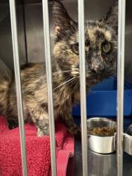 Shelter Stray Female Cat last seen Near Troxel Dr N - Noblesville, Noblesville City, IN, 10501 Hague Rd, Fishers, IN 46038, USA