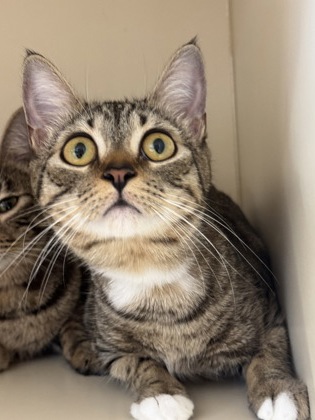 Shelter Stray Female Cat last seen Near Chamblee Tucker Rd, Chamblee, GA 30341, 30341, GA, 3280 Chamblee Dunwoody Rd, Chamblee, GA 30341, USA