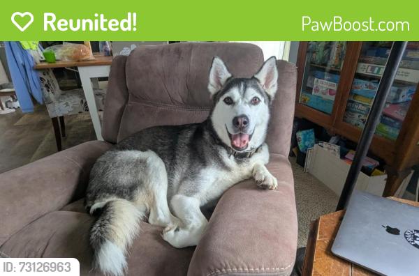 Reunited Male Dog last seen Near E North St Hastings MI, Hastings, MI 49058