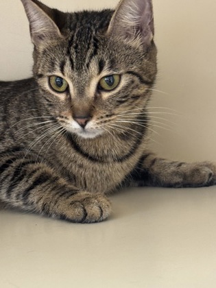 Shelter Stray Female Cat last seen Near Chamblee Tucker Rd, Chamblee, GA 30341, 30341, GA, 3280 Chamblee Dunwoody Rd, Chamblee, GA 30341, USA