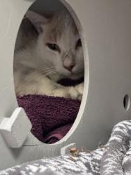 Shelter Stray Male Cat last seen Near Macarthur Blvd, Oakland, CA, 1101 29th Ave, Oakland, CA 94601, USA