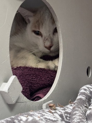 Shelter Stray Male Cat last seen Near Macarthur Blvd, Oakland, CA, 1101 29th Ave, Oakland, CA 94601, USA