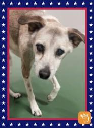 Reunited Male Dog last seen Near Duncan Way, Roseville, CA 95678