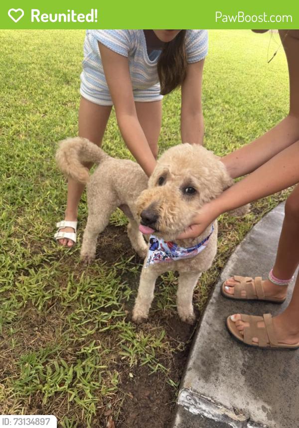 Reunited Male Dog last seen Hillcrest Pl, Midland, TX 79707, USA, Midland, TX 79707