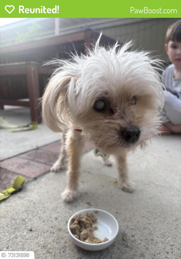 Reunited Female Dog last seen South Lake Middle School, Irvine, CA 92614