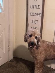 Reunited Female Dog last seen Near Union Rd, Cleveland, TN 37323
