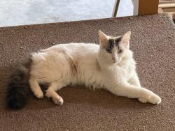 Lost Male Cat last seen Toot Hollow Road, Swain County, NC 28713