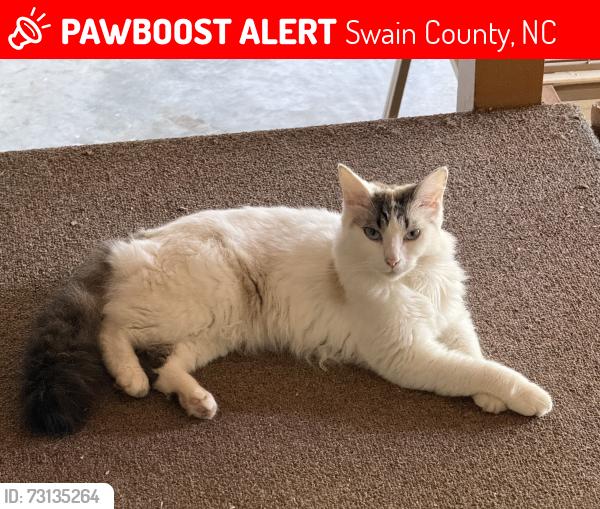 Lost Male Cat last seen Toot Hollow Road, Swain County, NC 28713
