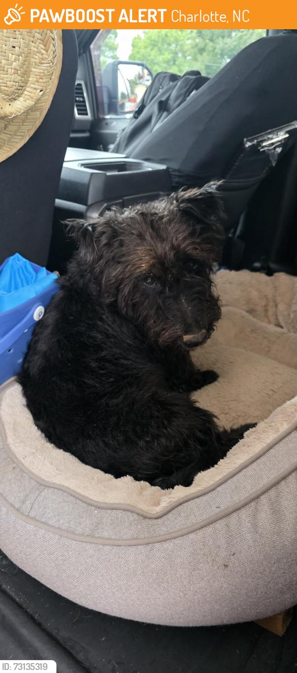 Found/Stray Male Dog last seen Willows creek, Charlotte, NC 28215