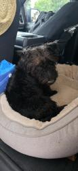 Found/Stray Male Dog last seen Willows creek, Charlotte, NC 28215