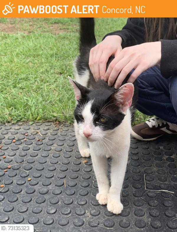 Found/Stray Male Cat last seen Jim Kiser & Flowe Store Rd, Concord, NC 28025