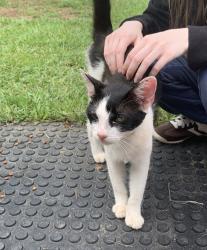 Found/Stray Male Cat last seen Jim Kiser & Flowe Store Rd, Concord, NC 28025