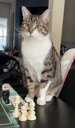 Lost Female Cat last seen Black Willow and grey willow, Arlington, TX 76002