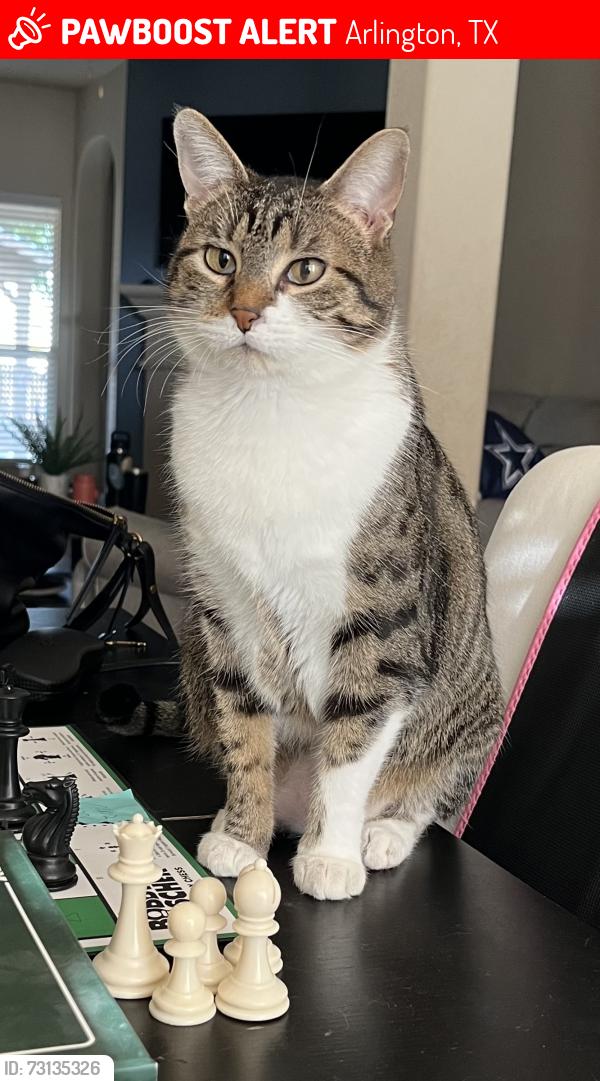 Lost Female Cat last seen Black Willow and grey willow, Arlington, TX 76002