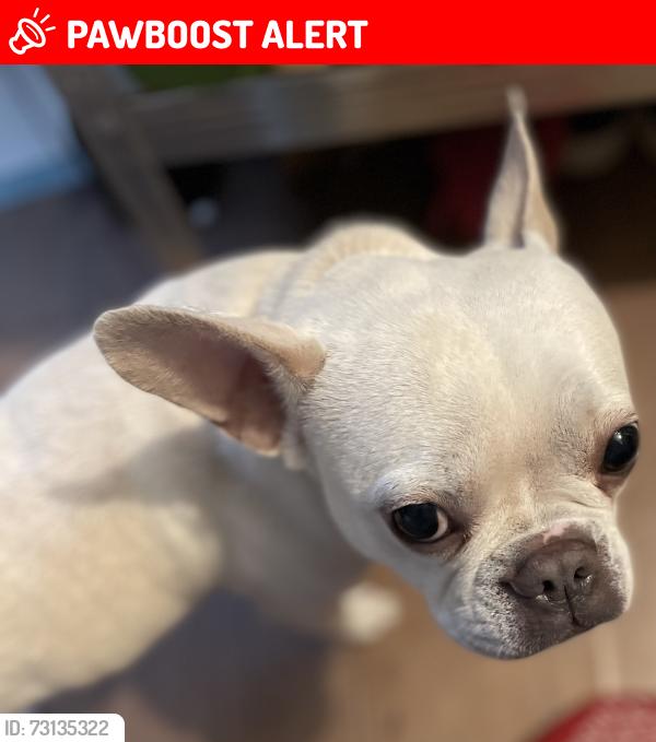 Lost Female Dog last seen Lewisham High Street - Catford Town Centre, Greater London, England SE13 6RD