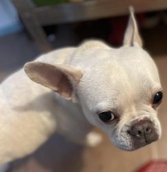 Lost Female Dog last seen Lewisham High Street - Catford Town Centre, Greater London, England SE13 6RD