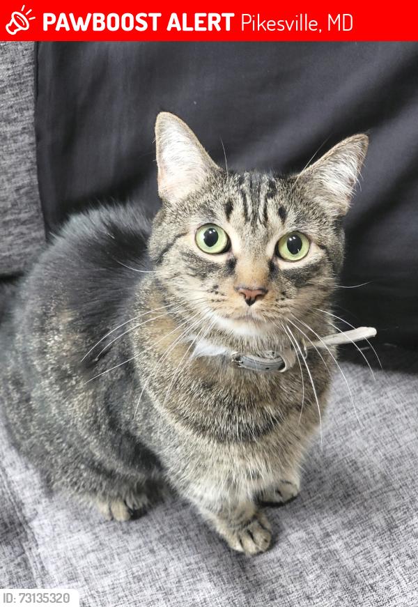 Lost Male Cat last seen Fairways at Woodholme in Pikesville, MD, Pikesville, MD 21208