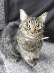 Lost Male Cat last seen Fairways at Woodholme in Pikesville, MD, Pikesville, MD 21208