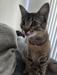 Lost Female Cat last seen Alice street and Embarcadero W, Oakland, CA 94607