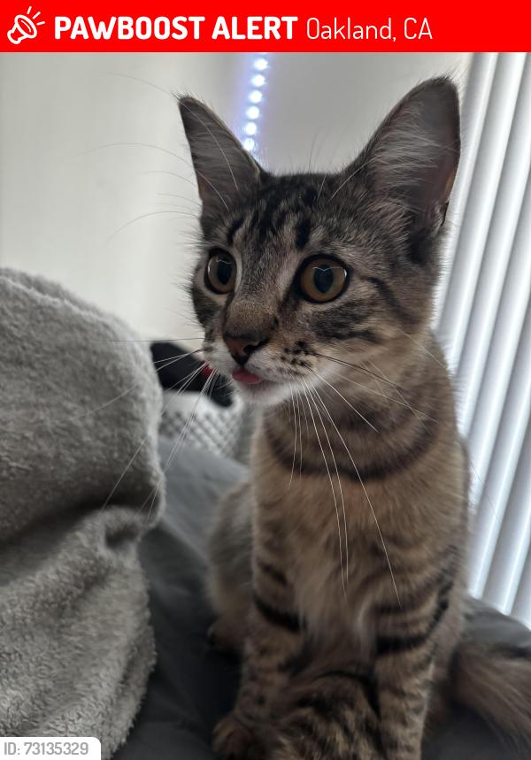 Lost Female Cat last seen Alice street and Embarcadero W, Oakland, CA 94607