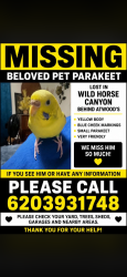 Lost Female Bird last seen Highway 4, Mustang, OK 73064