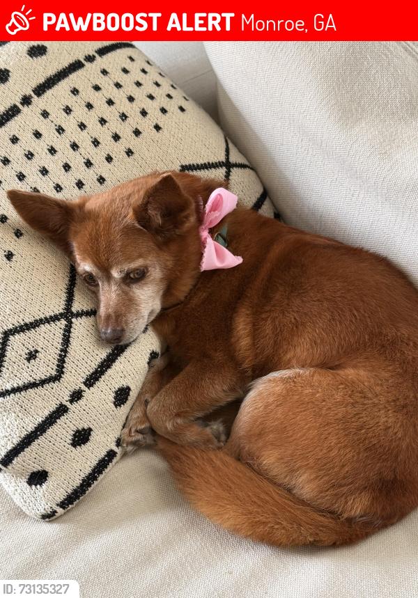 Lost Female Dog last seen Johns Supermarket, Monroe, GA 30655