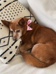 Lost Female Dog last seen Johns Supermarket, Monroe, GA 30655