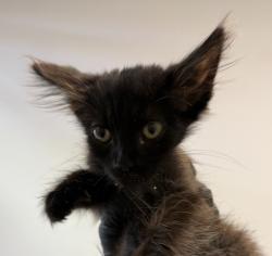 Shelter Stray Male Cat last seen Tourmaline Street, San Diego, CA, 92109, 5500 Gaines St, San Diego, CA 92110, USA