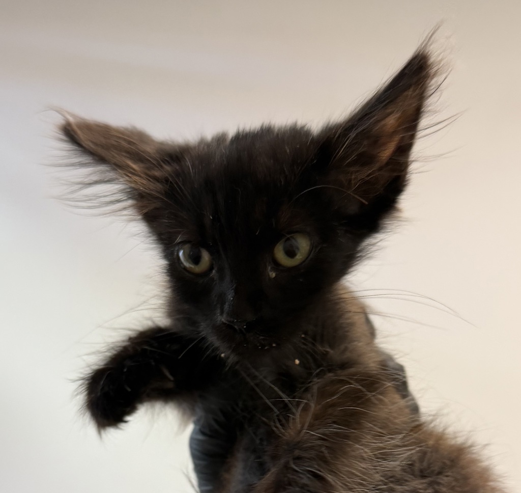 Shelter Stray Male Cat last seen Tourmaline Street, San Diego, CA, 92109, 5500 Gaines St, San Diego, CA 92110, USA