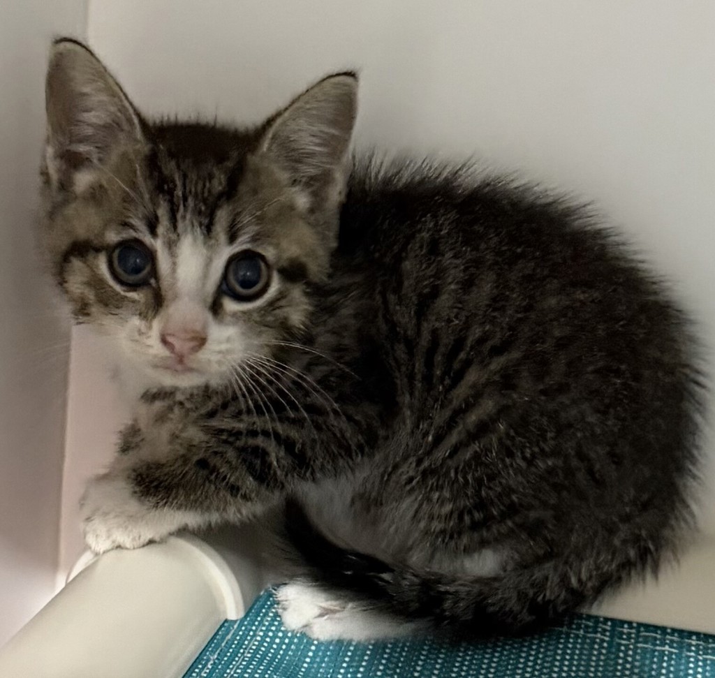 Shelter Stray Male Cat last seen Near Arborar Road, San Diego, CA, 92173, 5500 Gaines St, San Diego, CA 92110, USA
