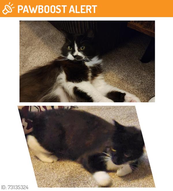 Found/Stray Unknown Cat last seen Pagemoss pdsa, Merseyside, England L36