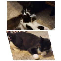 Found/Stray Unknown Cat last seen Pagemoss pdsa, Merseyside, England L36