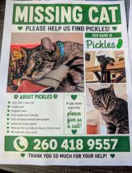 Lost Female Cat last seen Redwood apmts Noyer Road, Fort Wayne, IN 46814