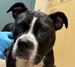 Shelter Stray Female Dog last seen SE Woodstock/ SE 53rd Ave, PORTLAND, OR, 97206, 1700 W Historic Columbia River Hwy, Troutdale, OR 97060, USA