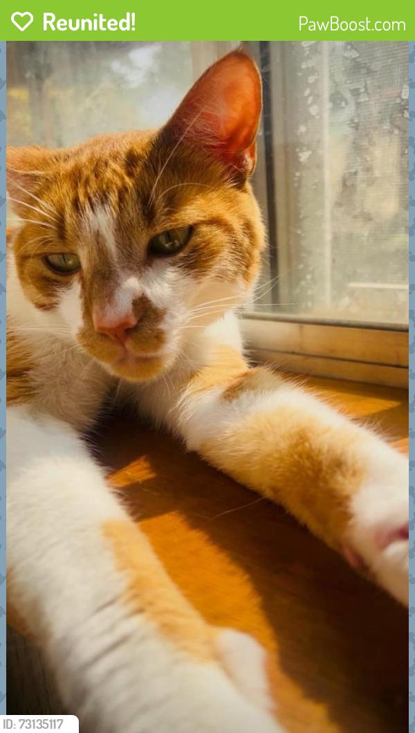 Reunited Male Cat last seen NE 172nd Ave, Portland, OR 97230, USA, Portland, OR 97230